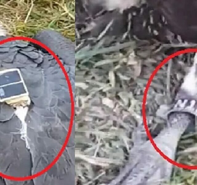 Darbhanga में मिला रहस्यमयी गिद्ध: Eagle Found With Electronic Device On Body